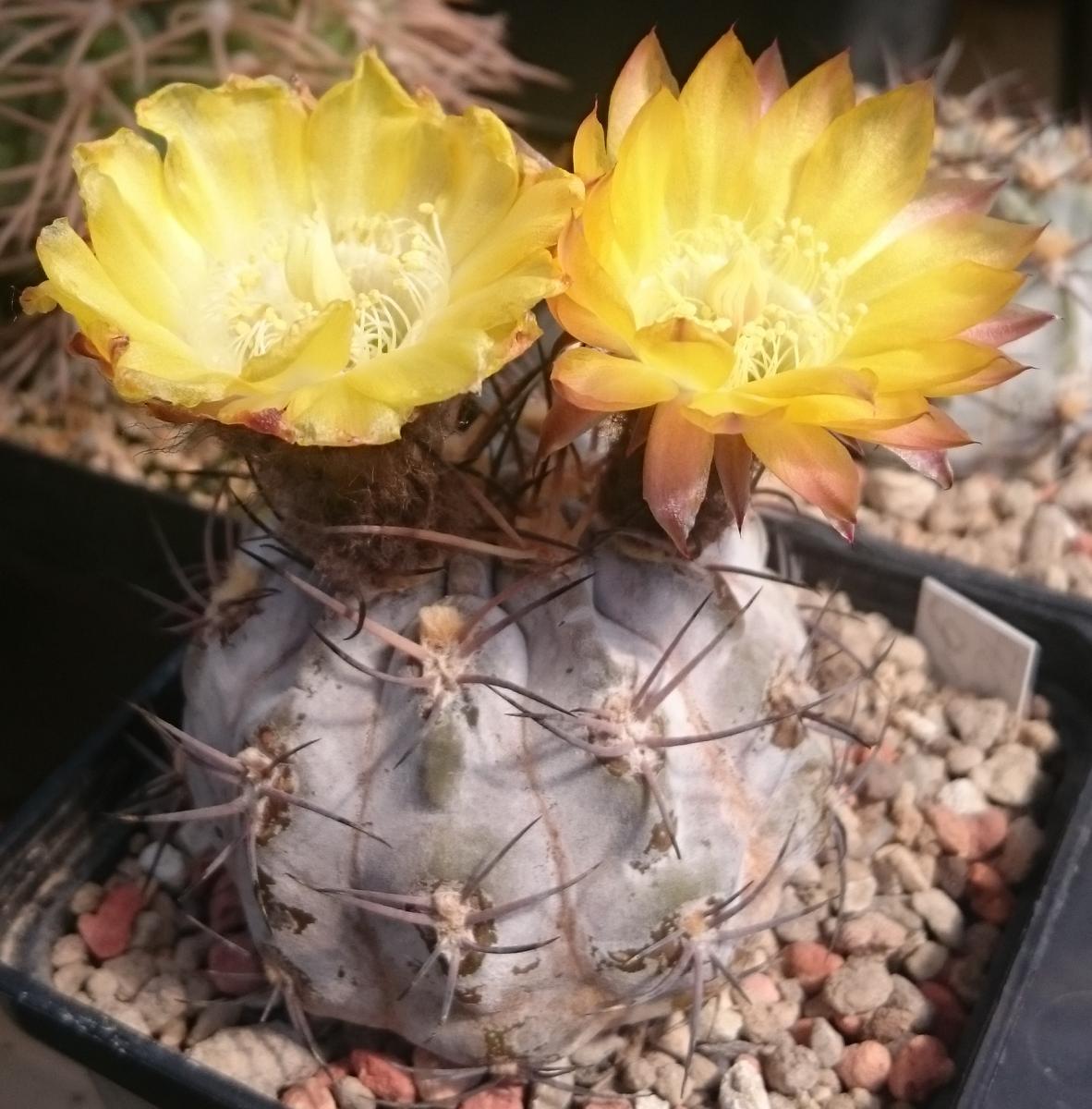 Acanthocalycium кактус в cactus.by